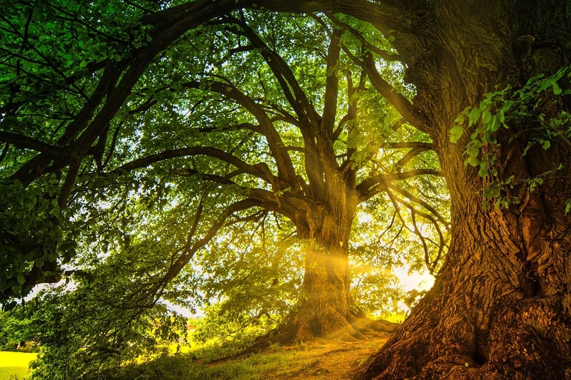 Enchanted Trees
