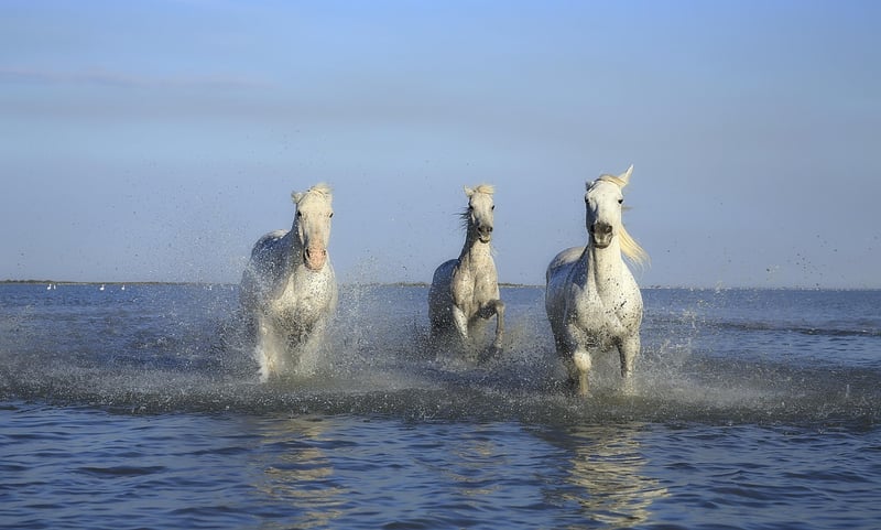 Majestic Hooves
