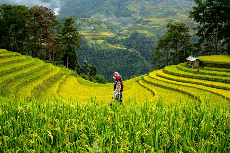 Serene Pastoral Scene