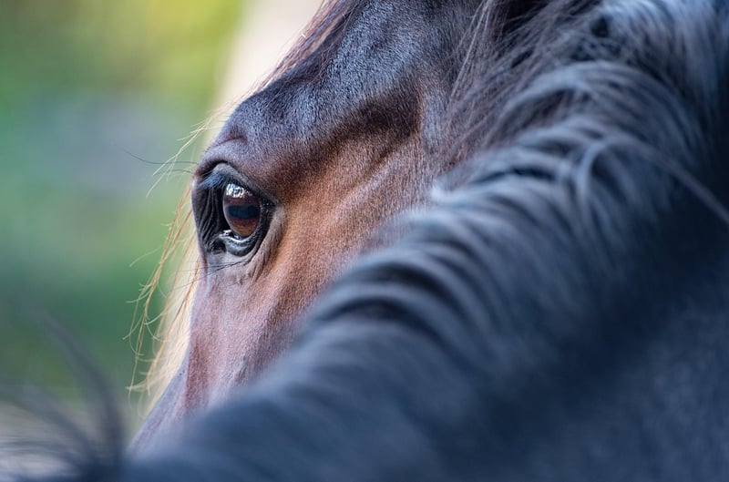 Majestic Hooves in Action